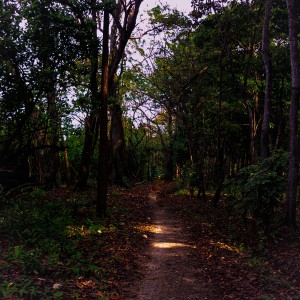 Camino Cedro